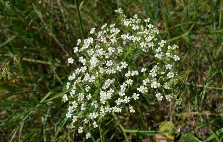 Longleaf