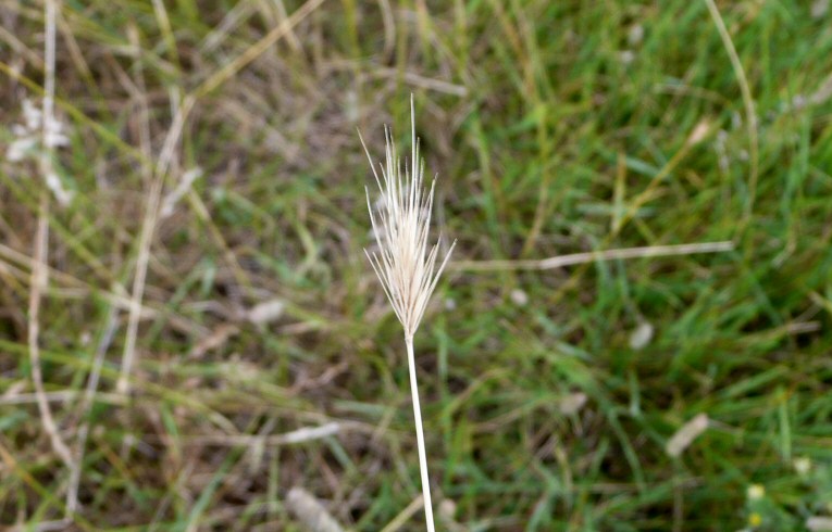 Meadow Barley
