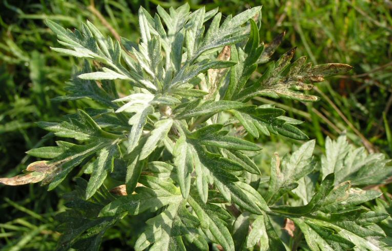 Mugwort