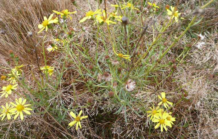 Narrow-leaved Ragwort