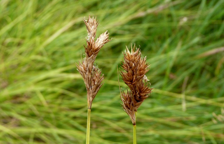 Oval Sedge