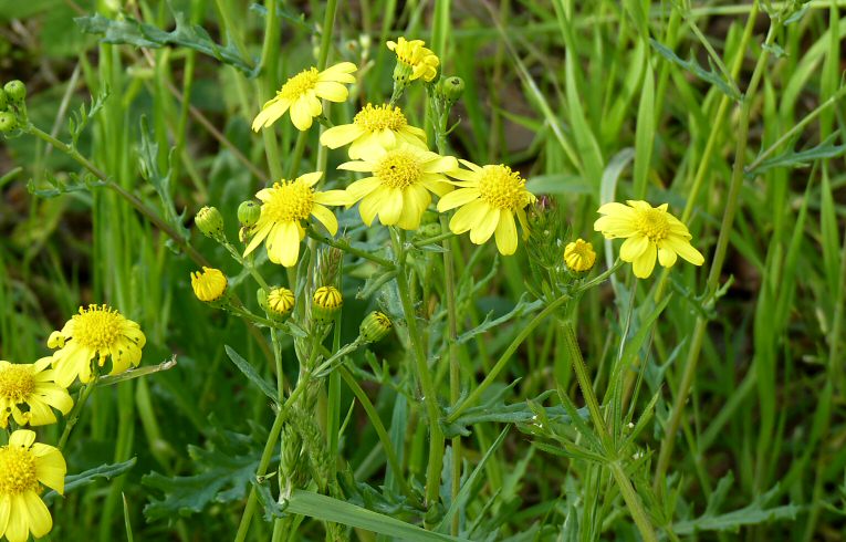 Oxford Ragwort