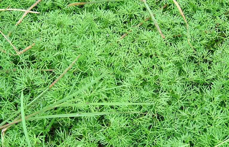 Myriophyllum aquaticum