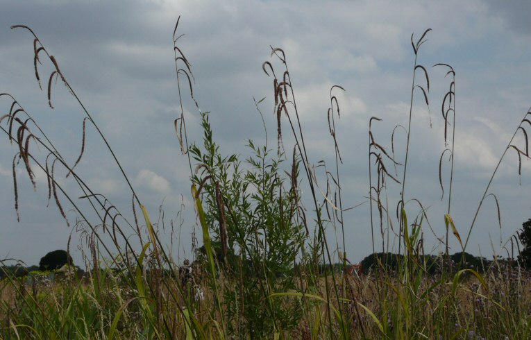 Pendulous Sedge