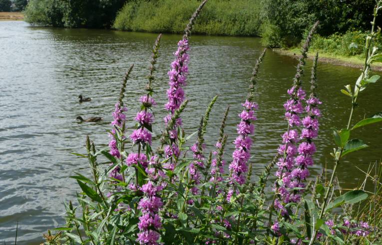 Lythrum salicaria 
