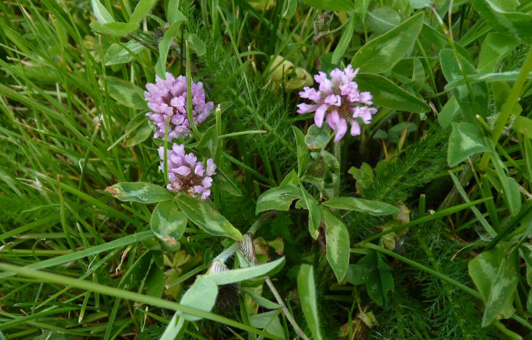 Red Clover