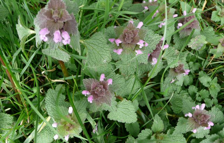 Red Dead-nettle