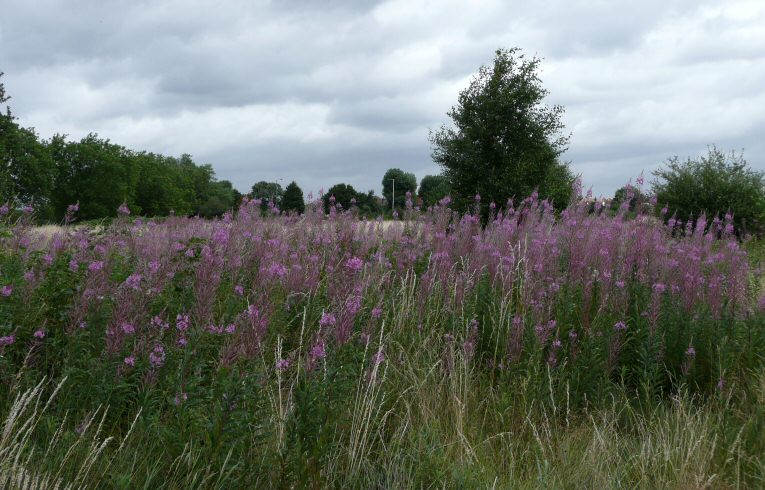 Rosebay Willowherb