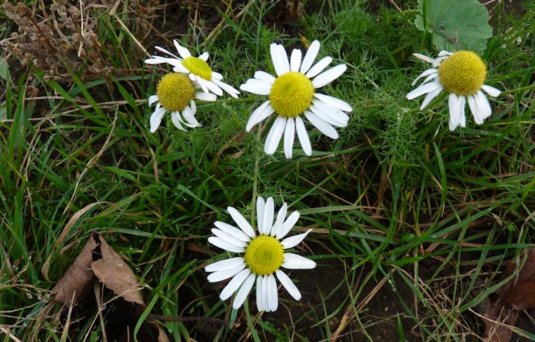 Scentless Mayweed