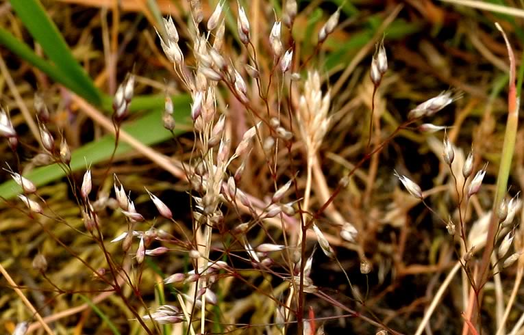 Silver Hair-grass