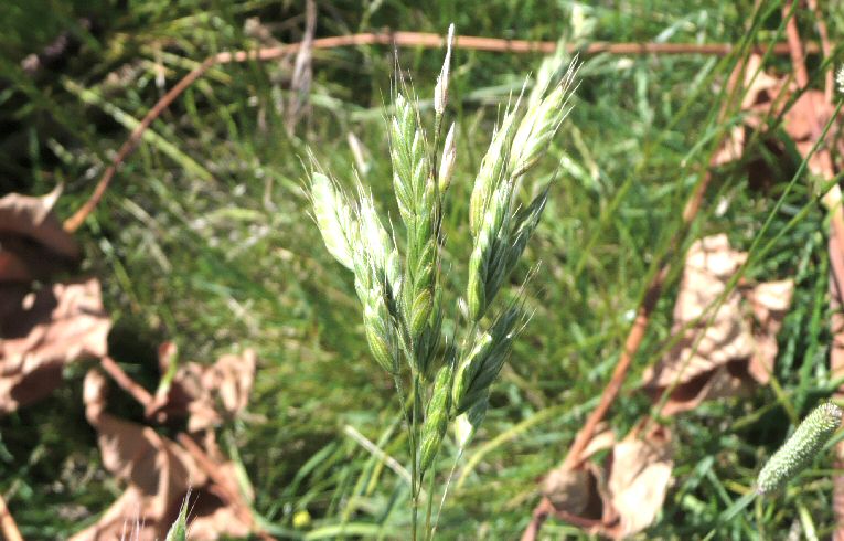 Soft Brome
