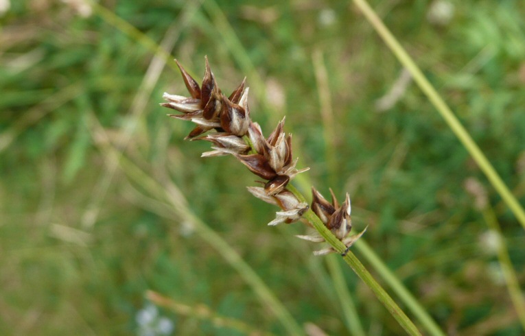 Spiked Sedge
