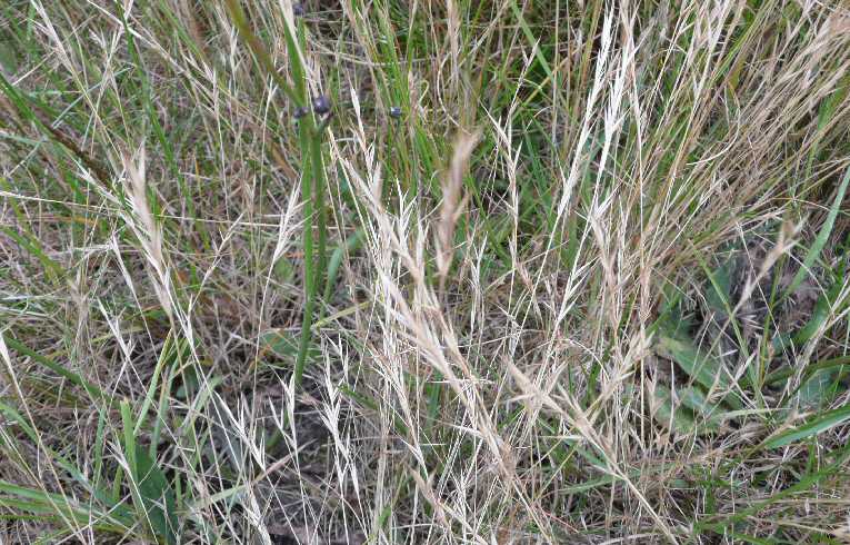 Squirreltail Fescue