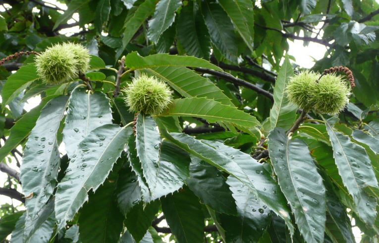 Sweet Chestnut