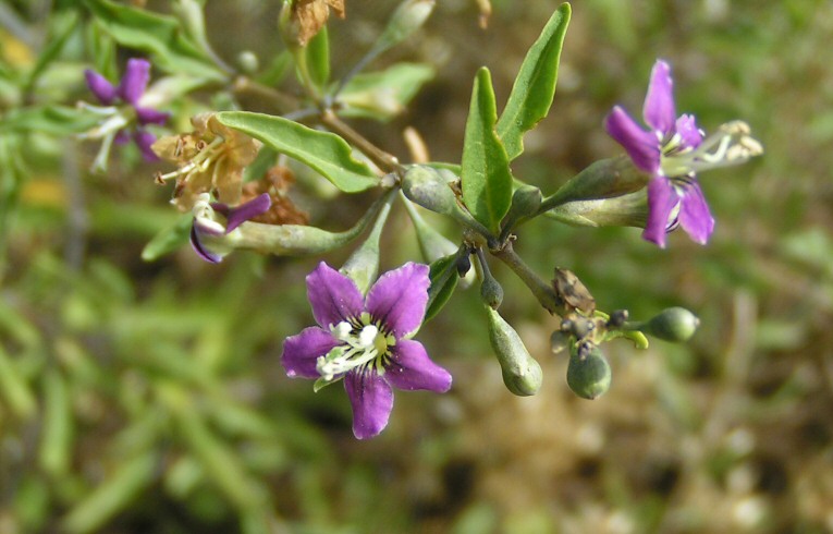 Duke of Argyll's Tea Plant