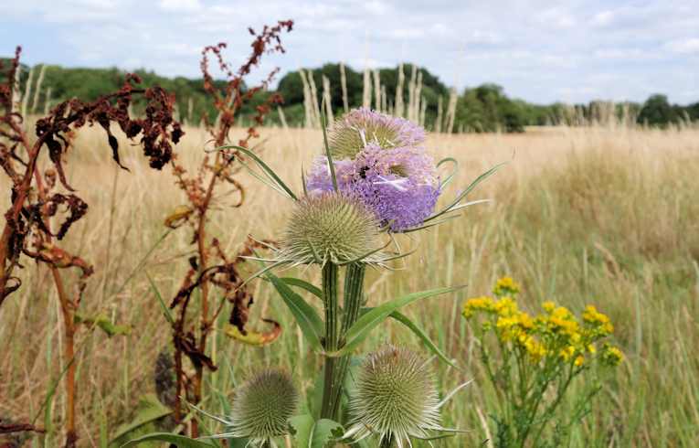 Teasel