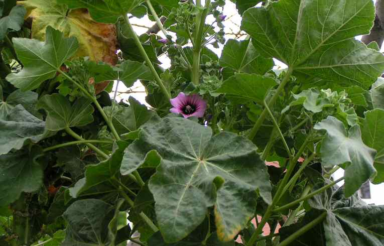 Lavatera sp.