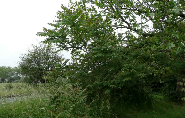 Tree-of-Heaven