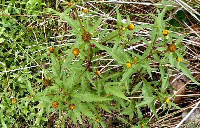 Trifid Bur-marigold