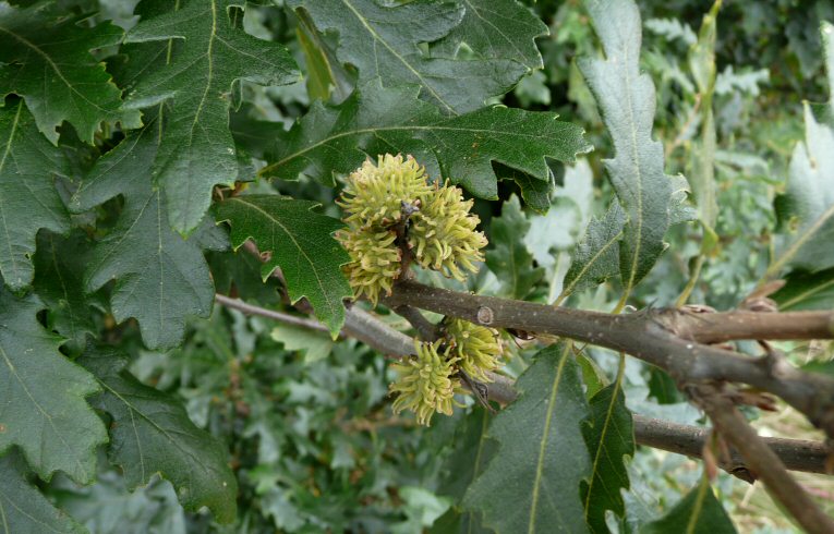 Turkey Oak