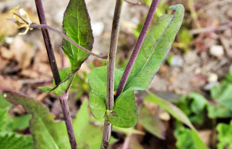 Turnip - leaf
