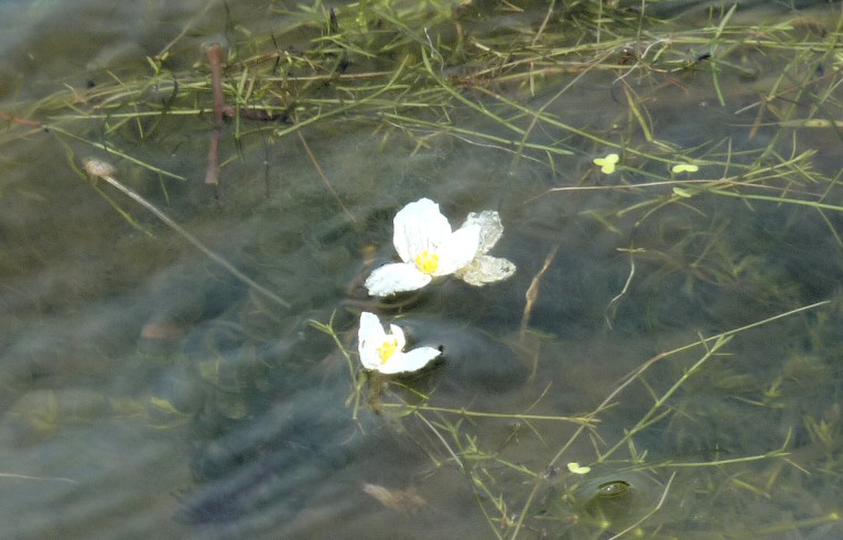 Water Crowfoot