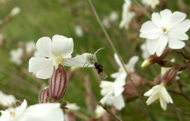 White Campion