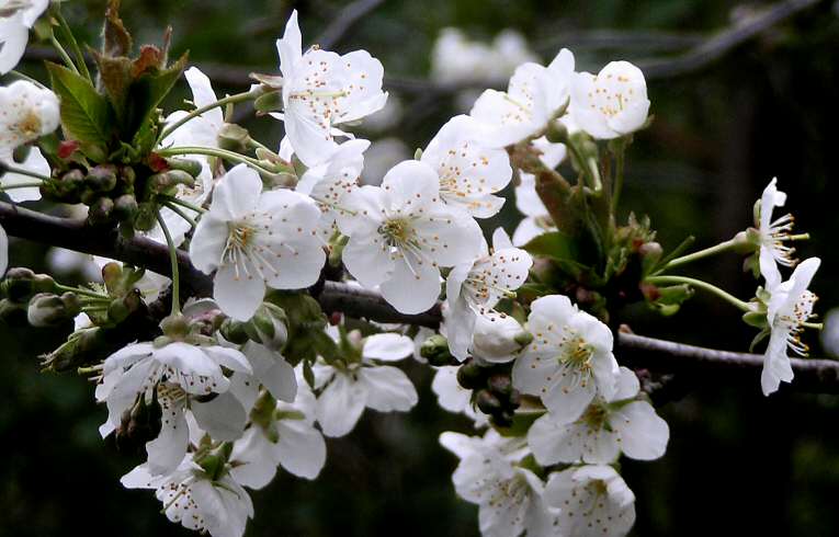 Wild Cherry