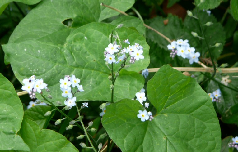 Wood Forget-me-not