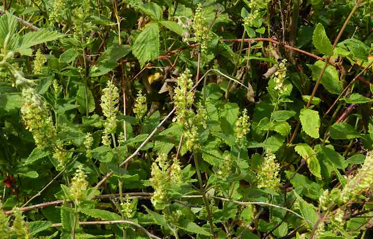 Wood Sage