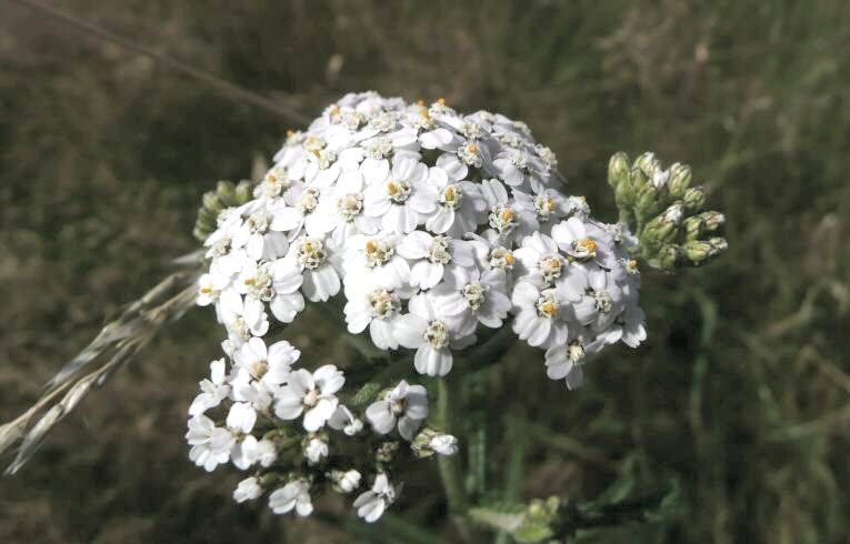 Achillea millefolium