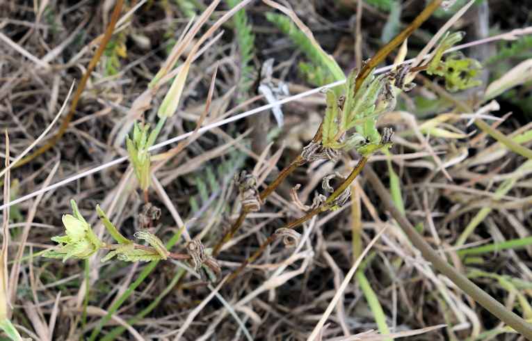 Yellow Rattle