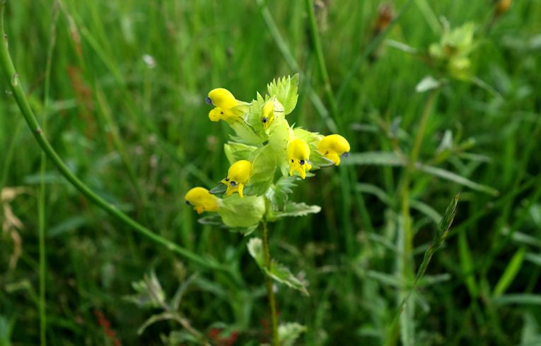 Yellow Rattle