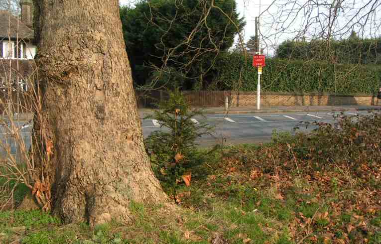 Taxus baccata