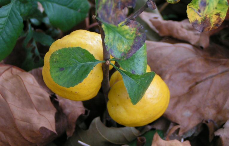 Chinese Quince