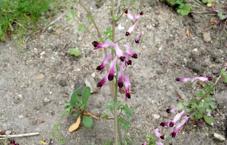 Common Fumitory