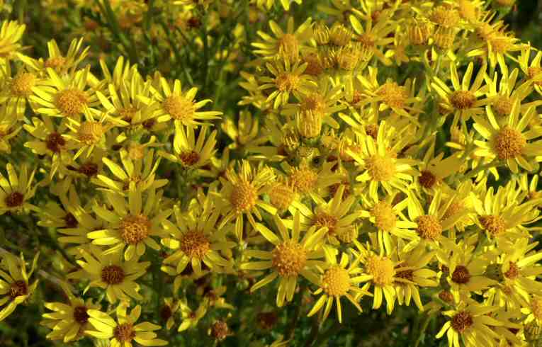 Common Ragwort