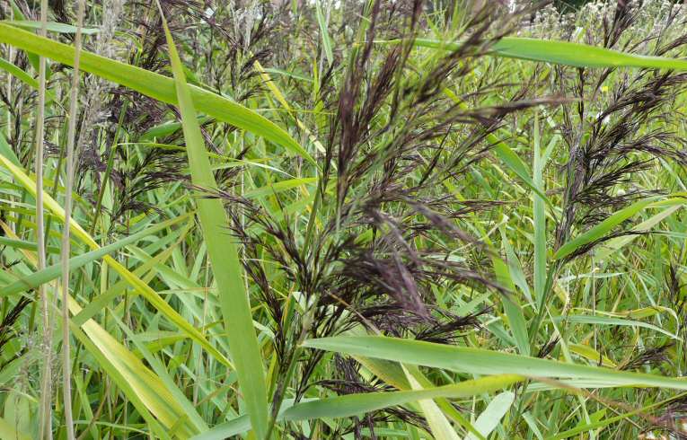 Common Reed