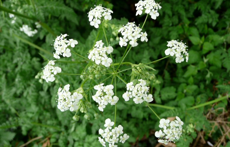 Cow Parsley