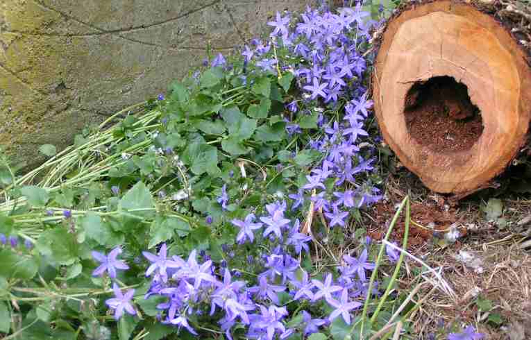 Creeping Campanula