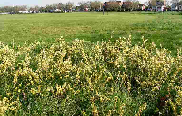 Creeping Willow