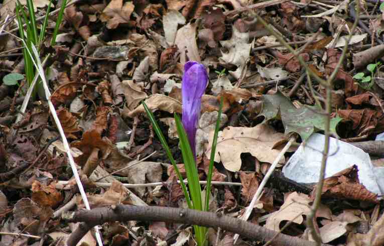 Spring Crocus