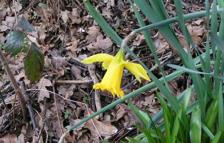 Daffodil