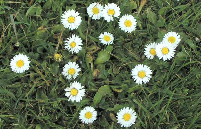Daisy