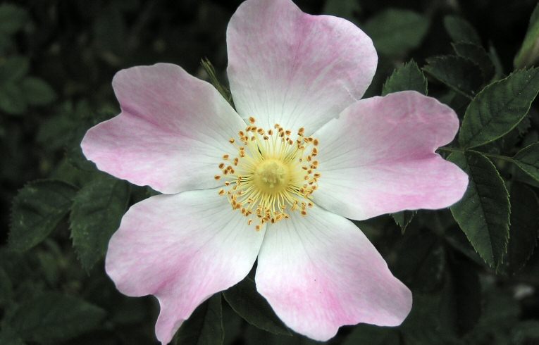 Dog Rose