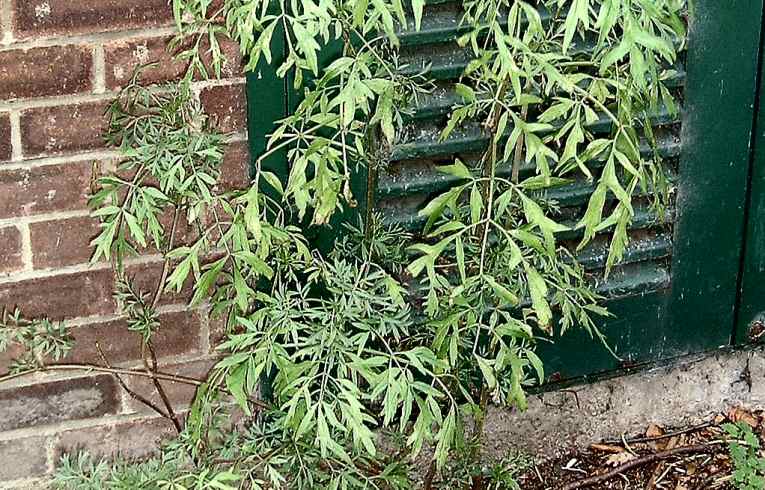 Elder Sambucus nigra