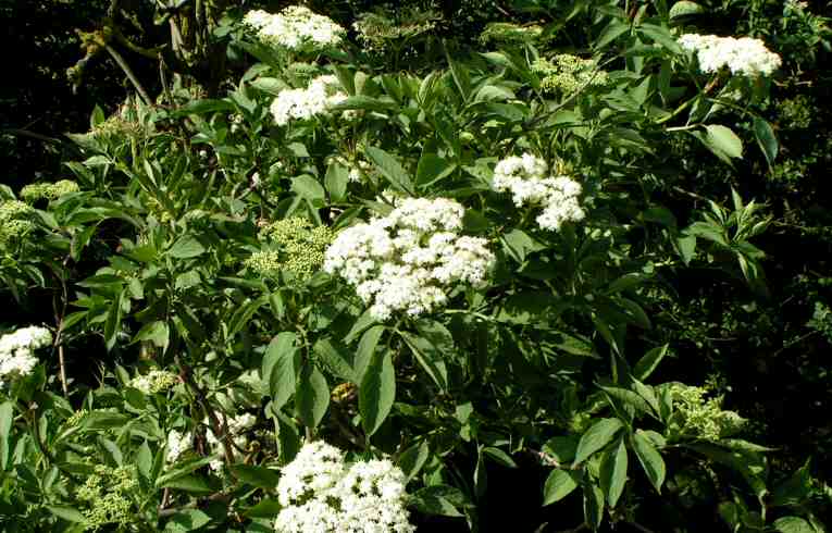 Sambucus nigra