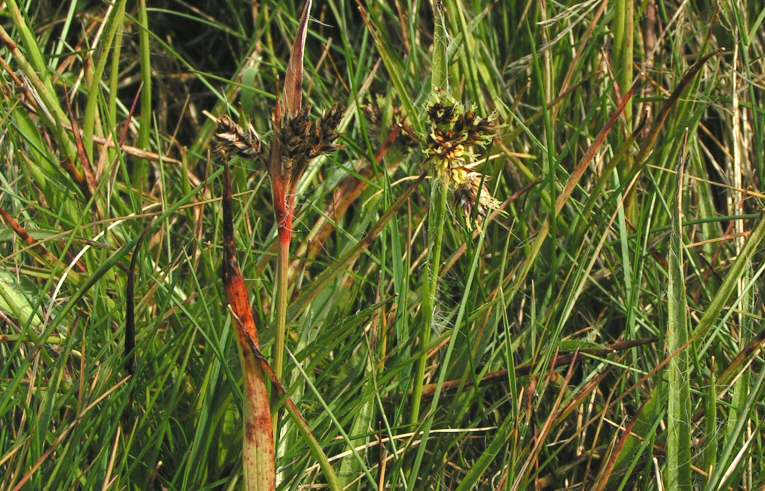 Field Wood-rush