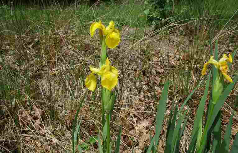 Iris pseudacorus
