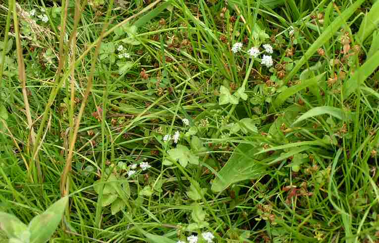 Apium nodiflorum